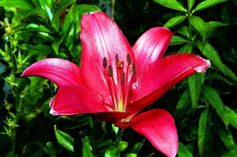 Free picture: petals, pink flower, lily flower