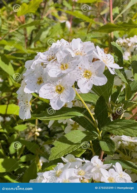 Bridalwreath Spirea stock image. Image of cape, veil - 275555599