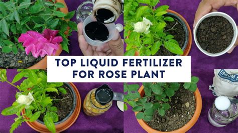 Top 5 Liquid Fertilizer For Rose Plant This Fertilizer Helps To Get