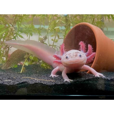 Axolotl Salamander 1ea | Pet Supermarket