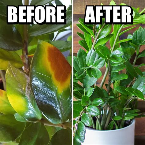 Never kill your plant 😇 | Identify plants & diseases 🌱 Get full plant ...