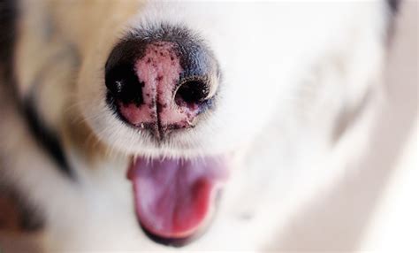 Why Is A Dog's Pink Nose Called Snow? - Happiest Dog