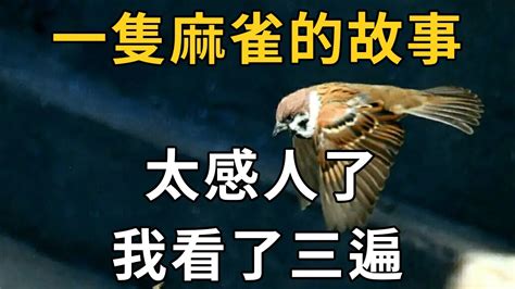 【禪易】一隻麻雀的故事，太感人了，我看了三遍 如何從八字看父母健康，壽命長短動物 故事 Youtube