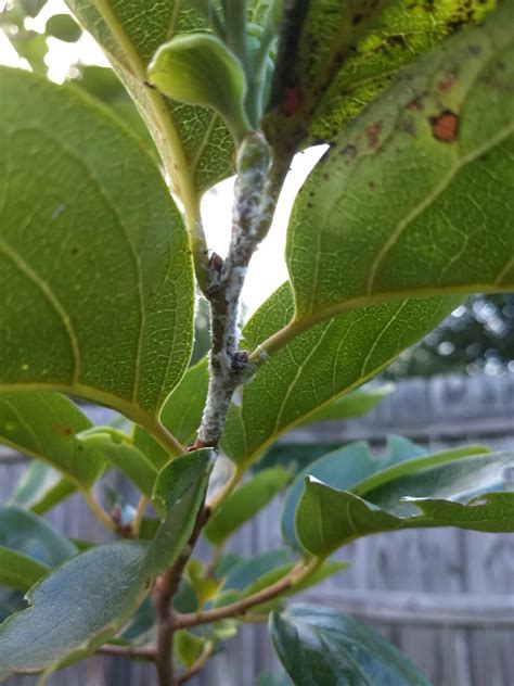 White mold on fuyu persimmon branch. Black spots on leaves - General