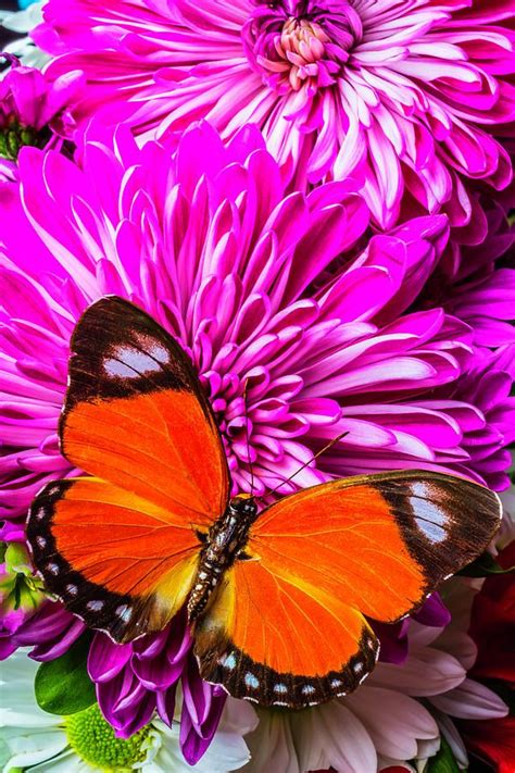 Butterfly On Pink Mums By Garry Gay Beautiful Butterflies Butterfly Beautiful Roses