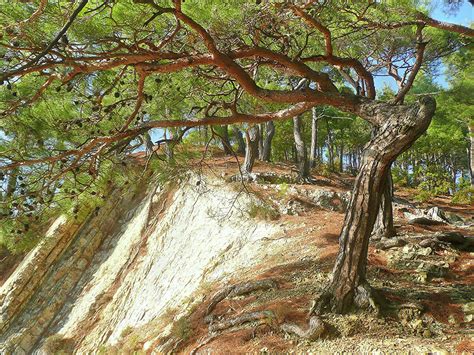 Сосна пицундская (148 фото) - фото - картинки и рисунки: скачать бесплатно