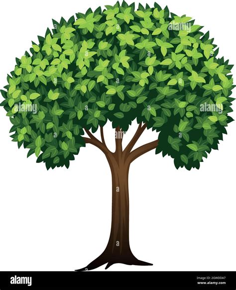 Árbol verde frondoso de fondo blanco Imagen Vector de stock Alamy