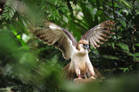 Philippine Eagle Photograph by Stanley Dumanig - Pixels