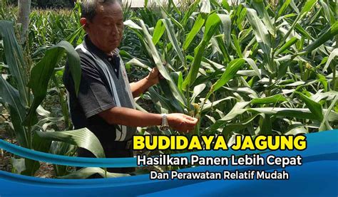 budidaya jagung bebas penyakit bulai beserta analisa usaha