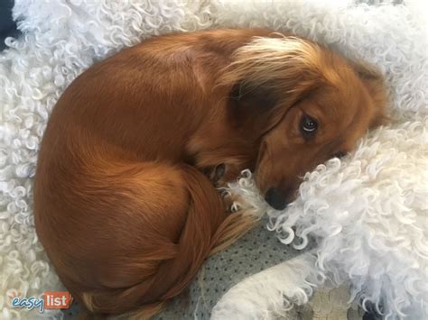 30 Dachshund Puppies In Australia