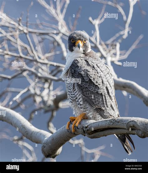 Peregrine Falcon Stock Photo Alamy