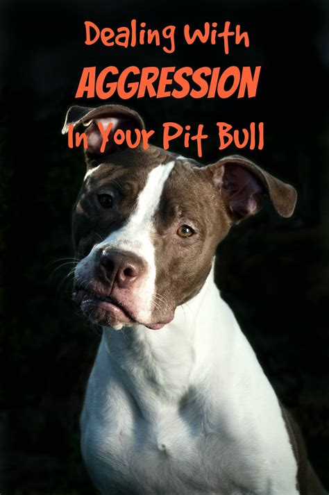 Pitbull Puppy Training Tips: Dealing With Aggression