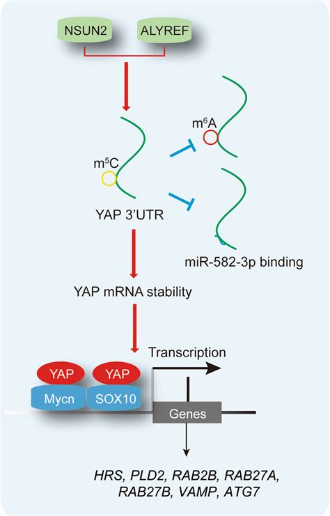 Schematic Representation Of The Study Briefly In Luad Yap M C