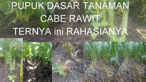 Rahasia Pupuk Dasar Cabe Rawit Biar Tumbuh Subur Youtube