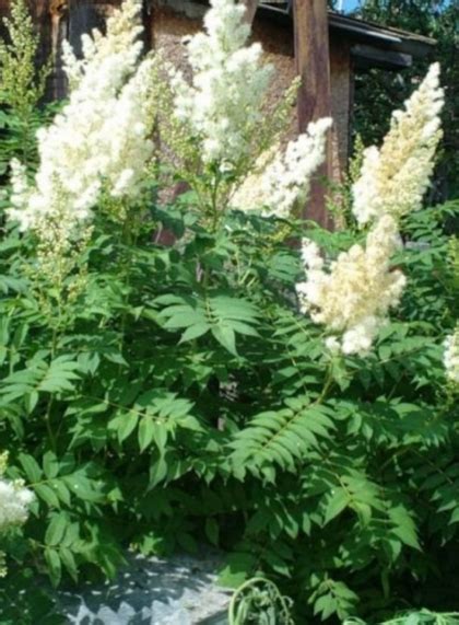 Купить саженцы Рябинника рябинолистного Сэм (Sem) 🌱цена от 1 290 ...