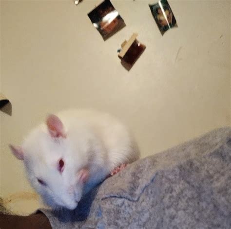 My sweet Brain just crossed the rainbow bridge : r/RATS