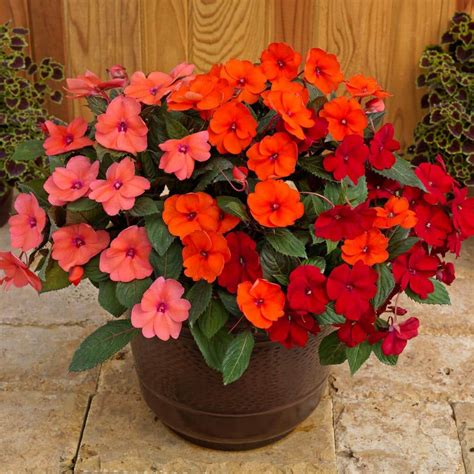 SunPatiens 4 In Salsa Mix SunPatiens Impatiens Outdoor Annual Plant With Coral Pink Hot Coral