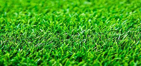 Green Grass Is Shown In Close Up View