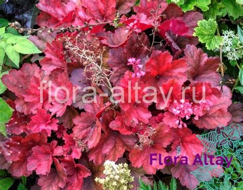 Гейхера Northern Exposure Amber | Flora Altay