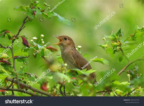 7,416 Nightingale bird Images, Stock Photos & Vectors | Shutterstock