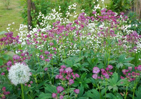 Plant Profile: Astrantia