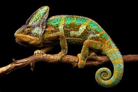 Veiled Chameleon Care Sheet - Reptiles Magazine