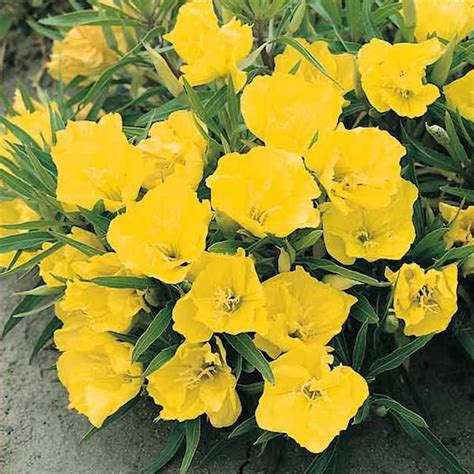 Evening Primrose Seeds 5 Varieties Swallowtail Garden Seeds