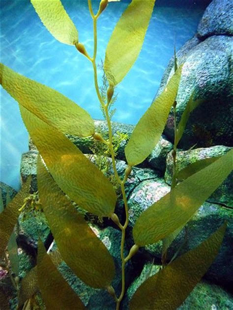 Kelp - Medicinal Herb Info