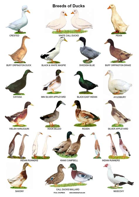 Duck Species Duckling Identification Chart