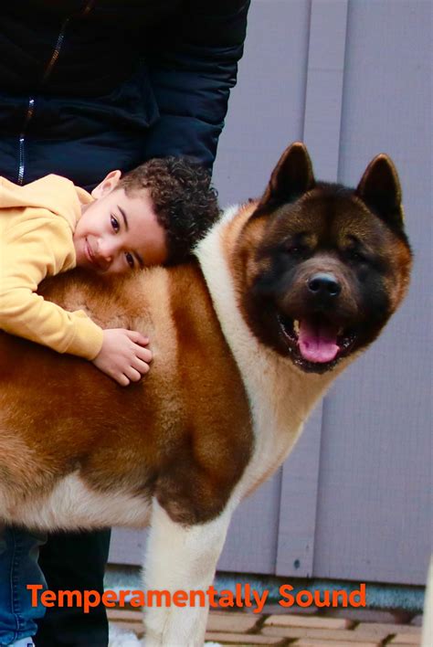 Apexx_Akitas