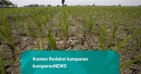 Foto Puluhan Hektar Sawah Dan Embung Di Indramayu Alami Kekeringan