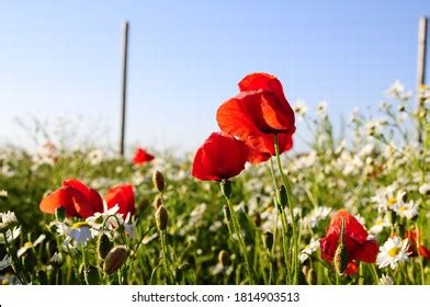 442 White flowers in medow Images, Stock Photos & Vectors | Shutterstock