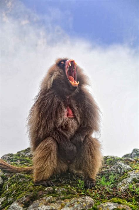 Different Yawns Send Different Messages For Gelada Baboons Wired