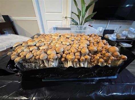 Hillbilly Shroom Strain Funguyz Magic Mushrooms