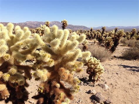 Arid Desert Plants