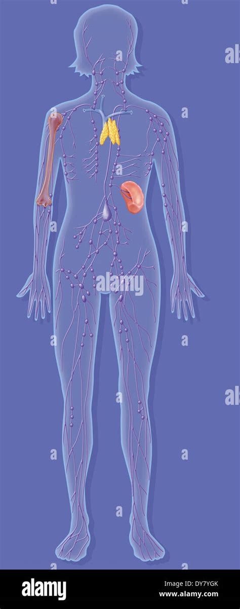 Immune System Diagram Unlabeled