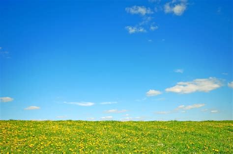 Campo Con Flores Amarillas Y El Cielo Azul Foto Gratis