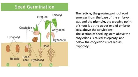 Seed germination - types and phases of germination.pptx