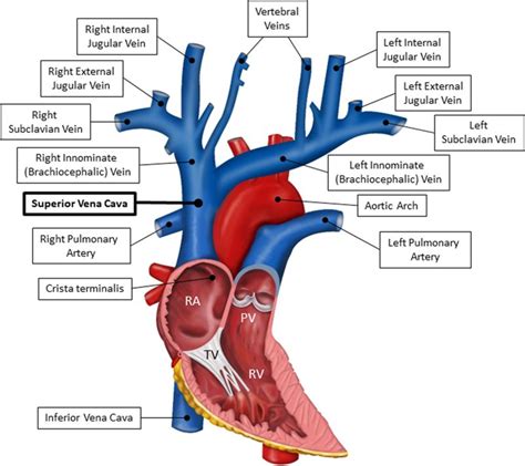 Gabrielle Castro On Linkedin Ultrasound Imaging Of The Superior Vena