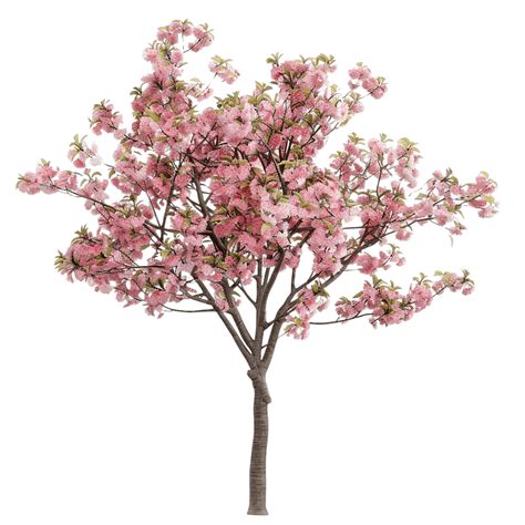 cherry tree flowers pictures 8