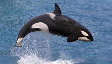 Baleia Peixe Ou Mamifero - Baleia: características, espécies e extinção - Toda Matéria