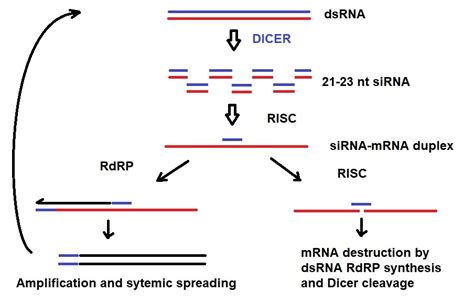 Sugar Modifications For Gene Silencing Using Sirna