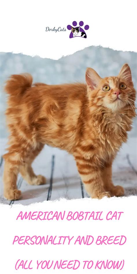 AMERICAN BOBTAIL CAT PERSONALITY AND BREED (ALL YOU NEED TO KNOW) - DorkyCats