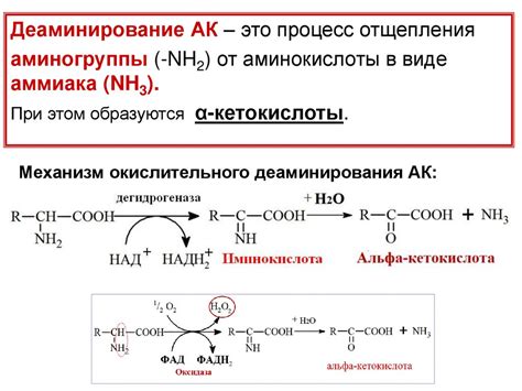 Метаболизм белков и аминокислот. Образование и обезвреживание аммиака ...