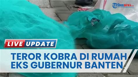 Buntut Teror Sekarung Ular Kobra Di Kediaman Eks Gubernur Banten