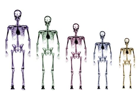 Osteología Definición Y Aplicaciones