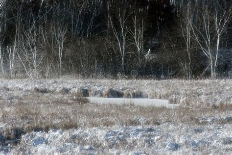 A Light Blanket Of Snow Covering Cattails A Lake And Deciduous Trees