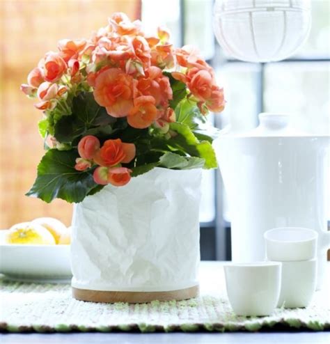 Комнатная бегония: описание, уход в домашних условиях