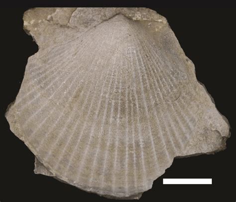 Carboniferous Bivalves Gallery