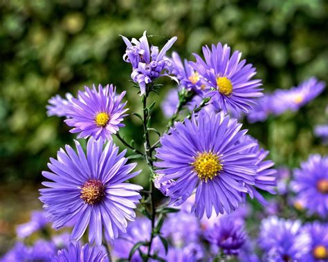 Aster Pflanze Des Monats September Seezon DE